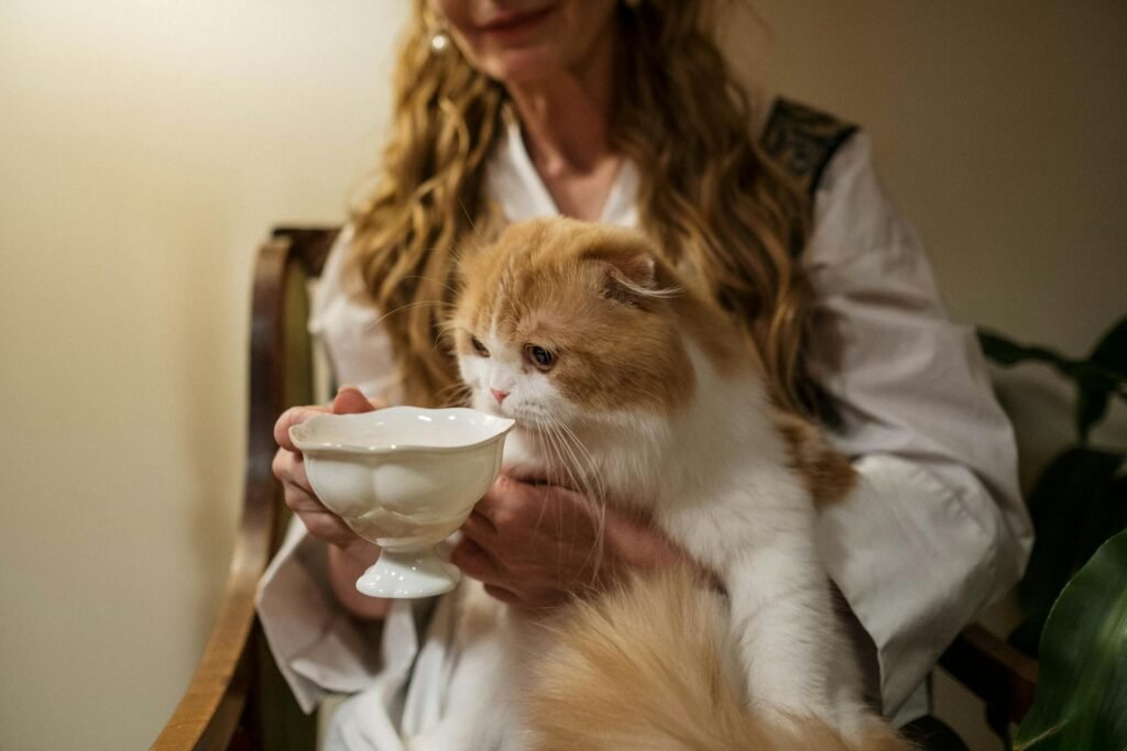 remedio casero para los riñones en gatos